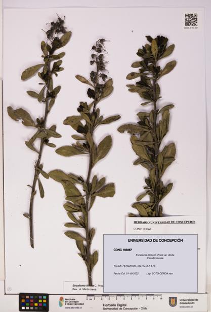 Escallonia illinita [Espécimen: UDEC:CONC:0193067]