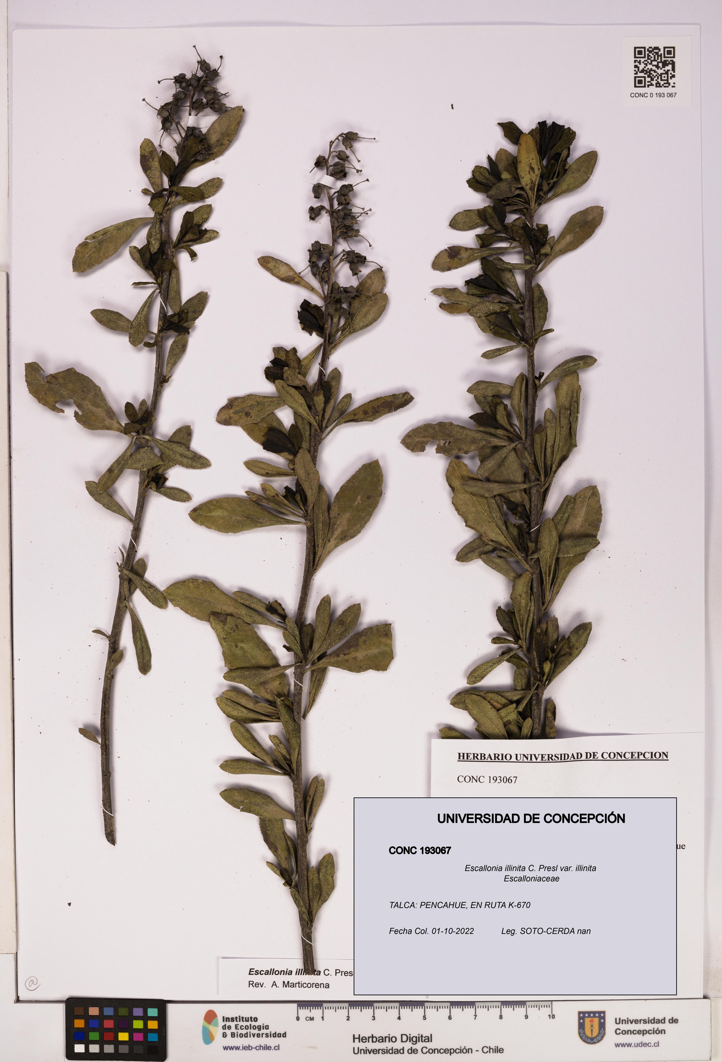 Escallonia illinita [Espécimen: UDEC:CONC:0193067]