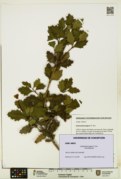 Desfontainia fulgens [Espécimen: UDEC:CONC:0193072]