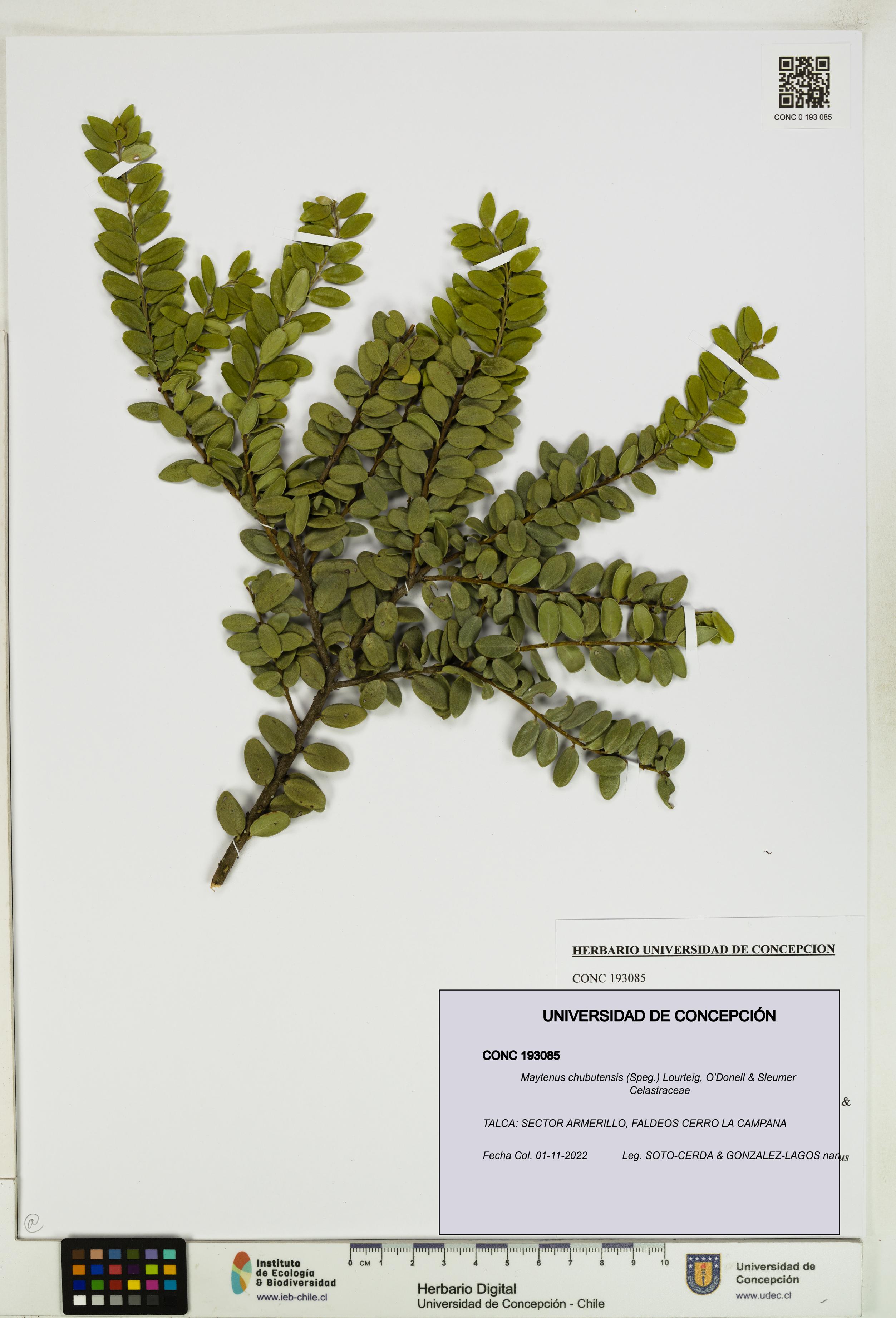 Maytenus chubutensis [Espécimen: UDEC:CONC:0193085]