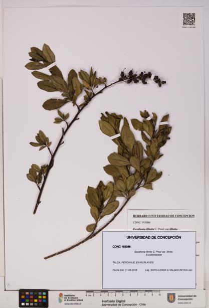 Escallonia illinita [Espécimen: UDEC:CONC:0193086]