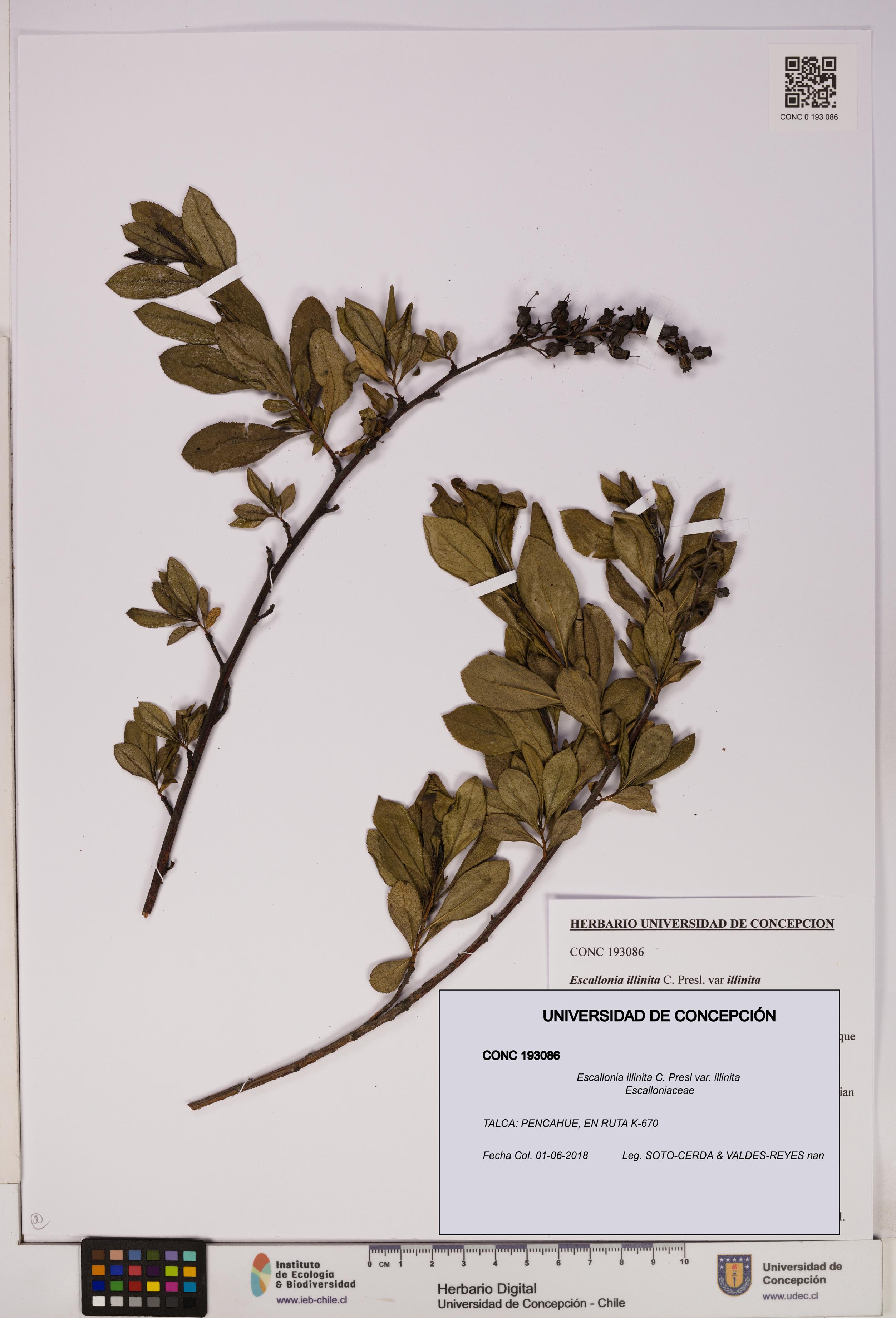 Escallonia illinita [Espécimen: UDEC:CONC:0193086]