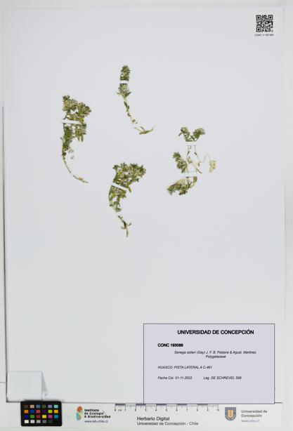 Senega solieri [Espécimen: UDEC:CONC:0193088]