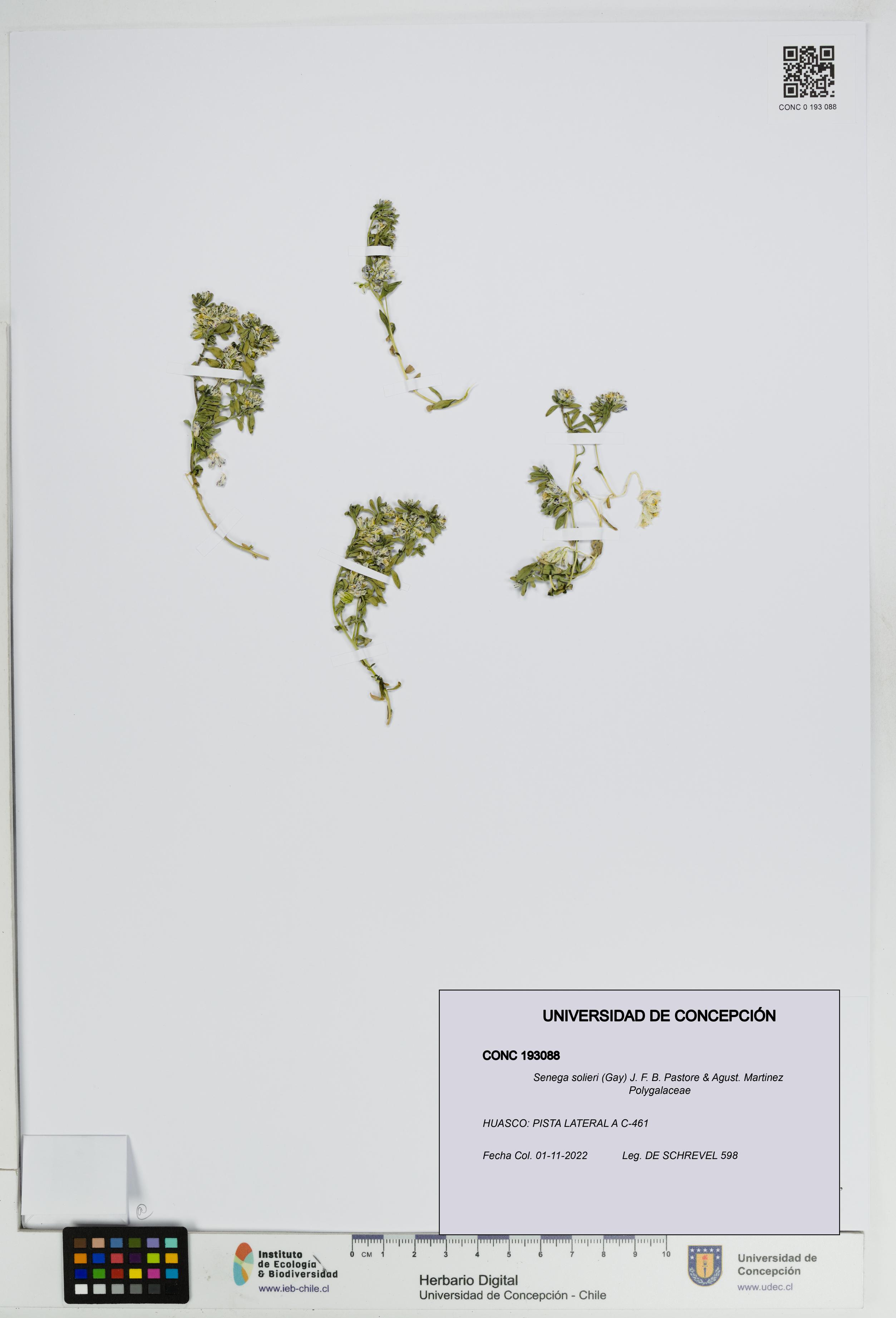 Senega solieri [Espécimen: UDEC:CONC:0193088]