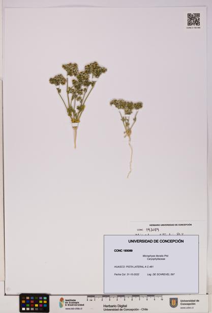 Microphyes litoralis [Espécimen: UDEC:CONC:0193089]