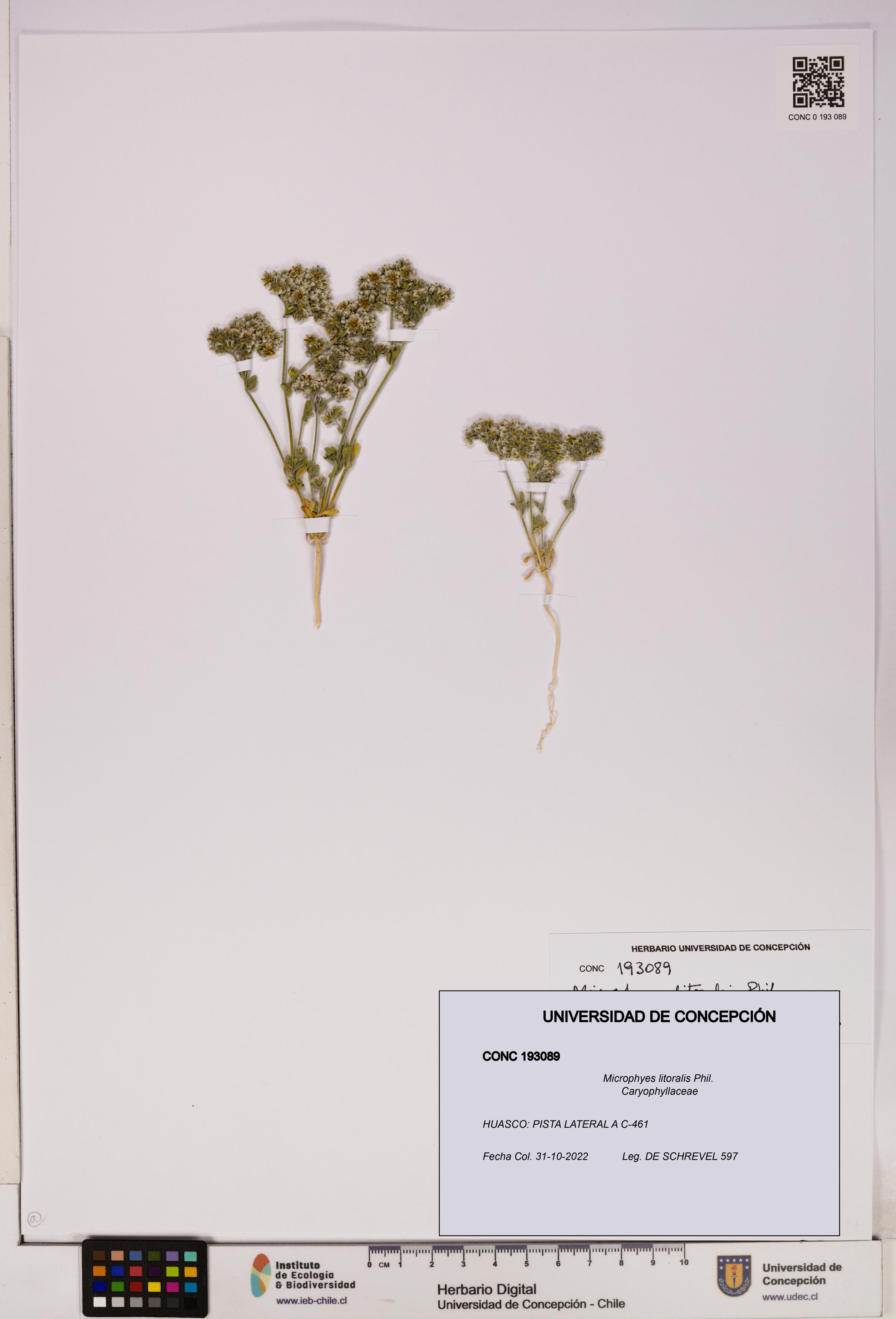 Microphyes litoralis [Espécimen: UDEC:CONC:0193089]
