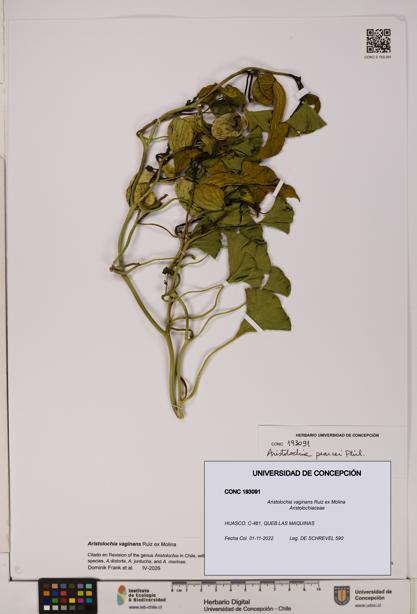 Aristolochia vaginans [Espécimen: ]
