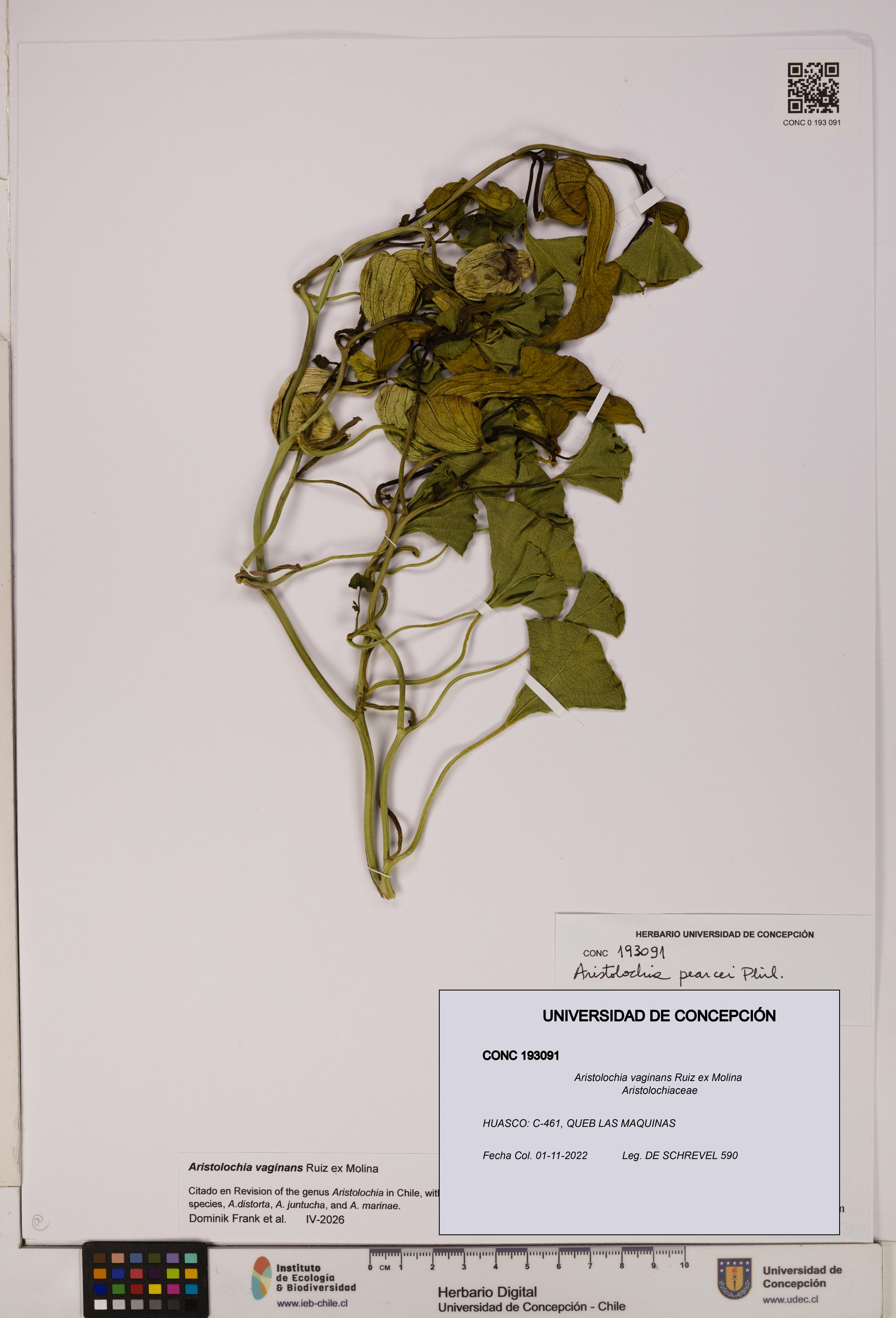 Aristolochia vaginans [Espécimen: ]