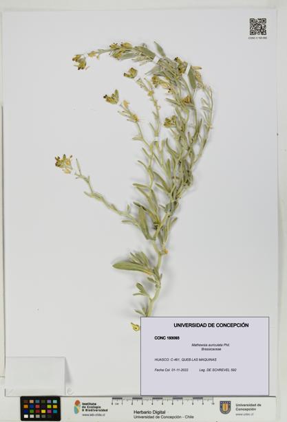 Mathewsia auriculata [Espécimen: UDEC:CONC:0193093]