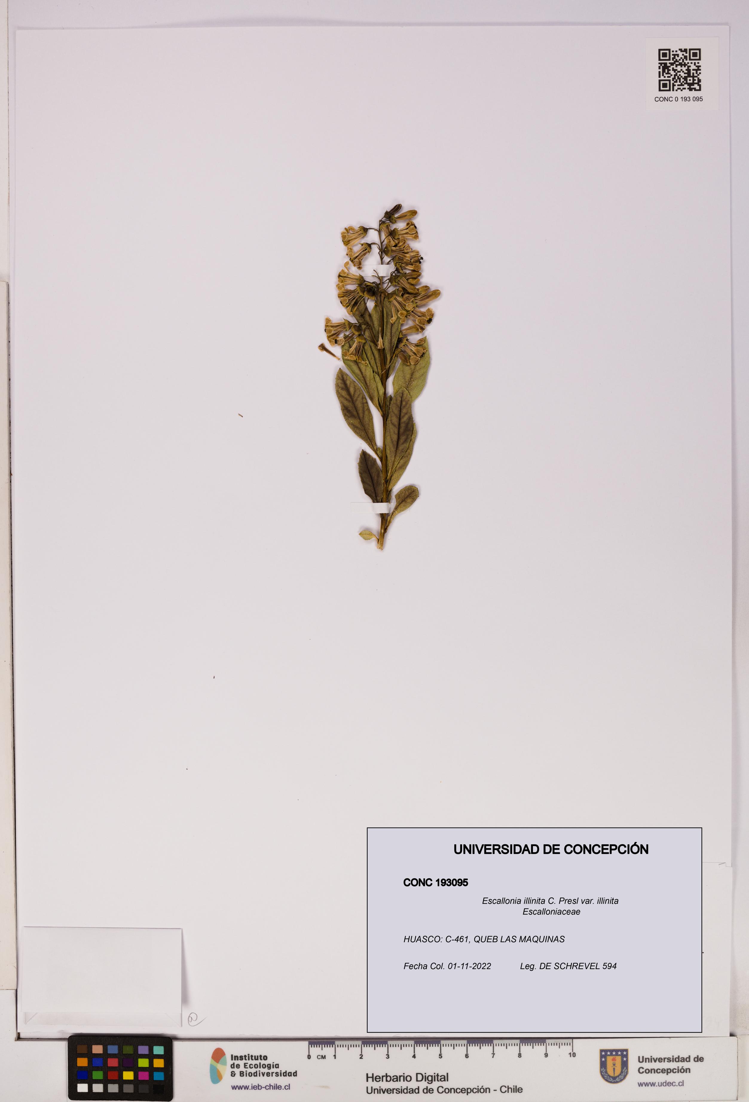 Escallonia illinita [Espécimen: UDEC:CONC:0193095]