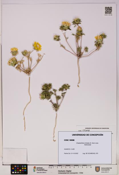 Chaetanthera limbata [Espécimen: UDEC:CONC:0193098]