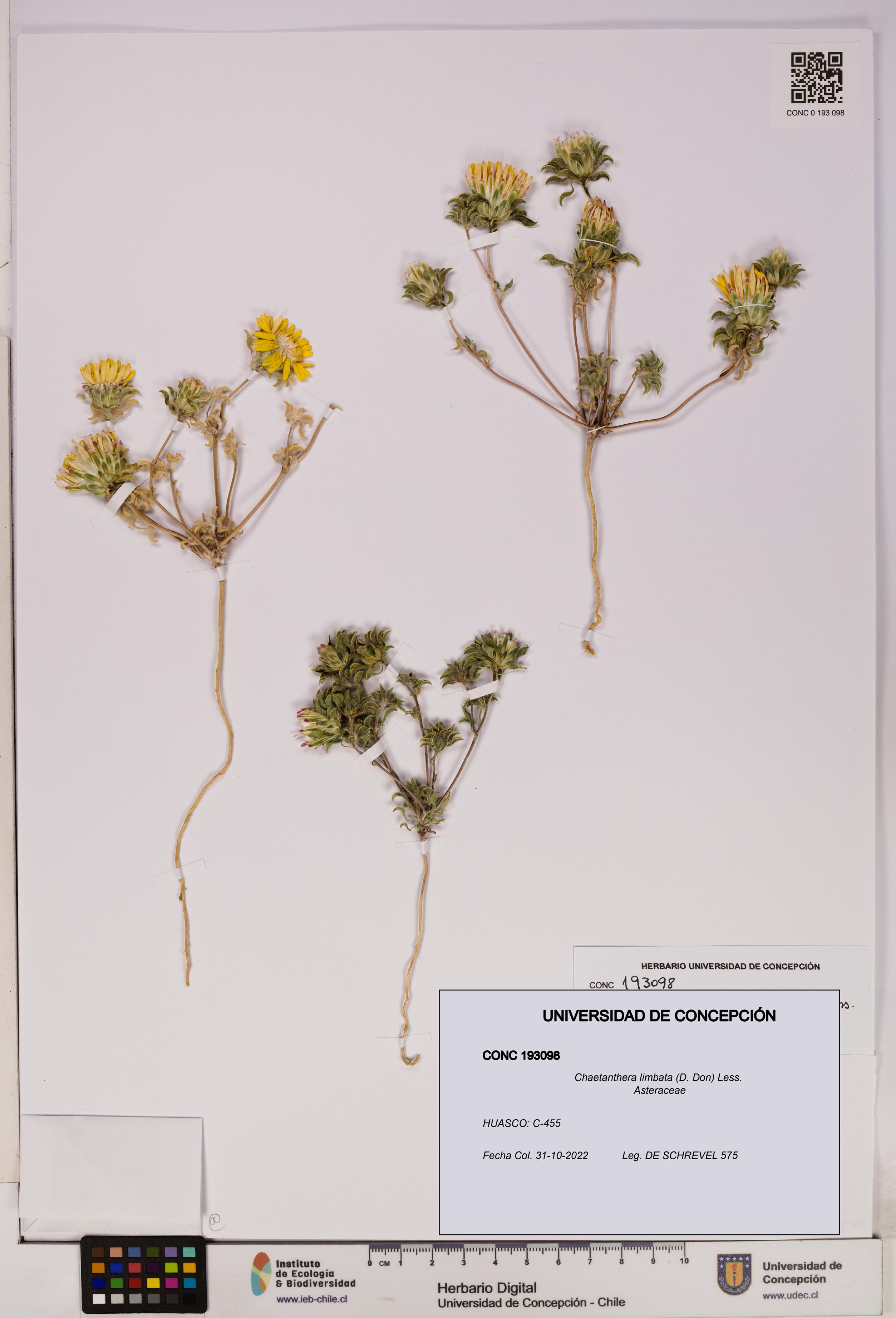 Chaetanthera limbata [Espécimen: UDEC:CONC:0193098]