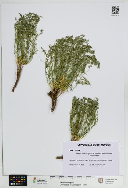 Senega solieri [Espécimen: UDEC:CONC:0193108]