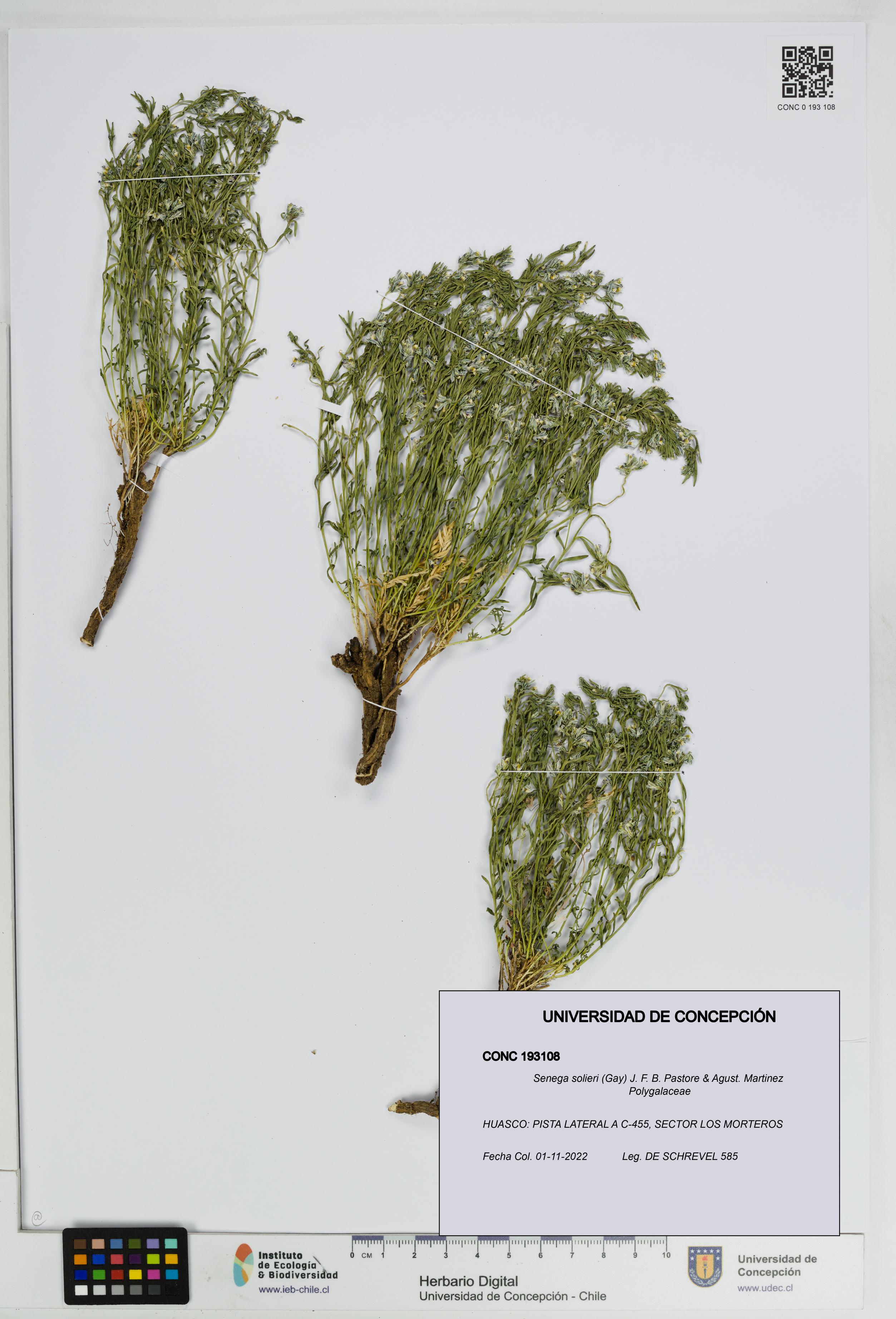 Senega solieri [Espécimen: UDEC:CONC:0193108]