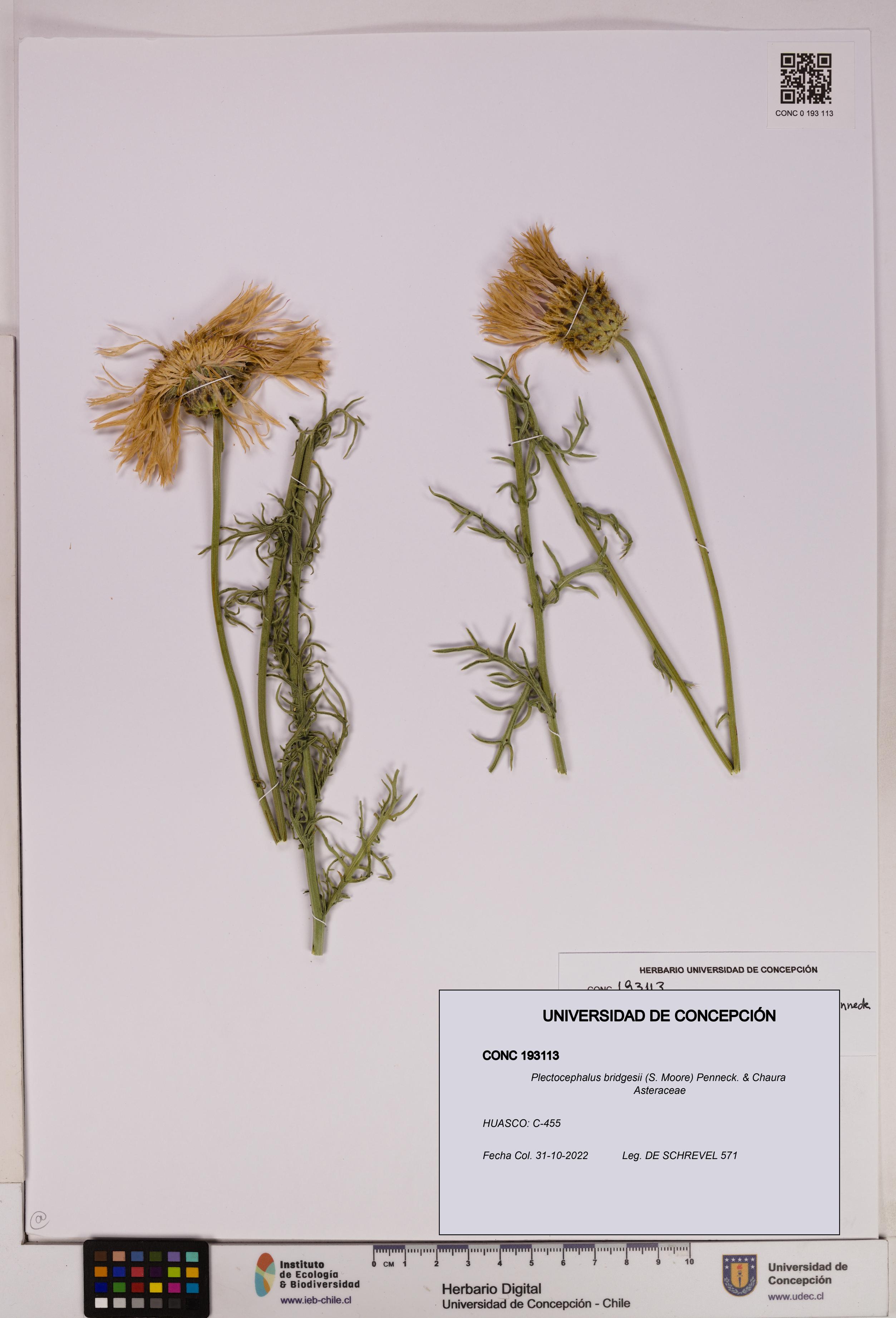 Plectocephalus bridgesii [Espécimen: UDEC:CONC:0193113]