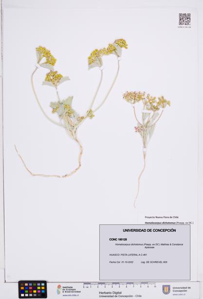 Homalocarpus dichotomus [Espécimen: ]