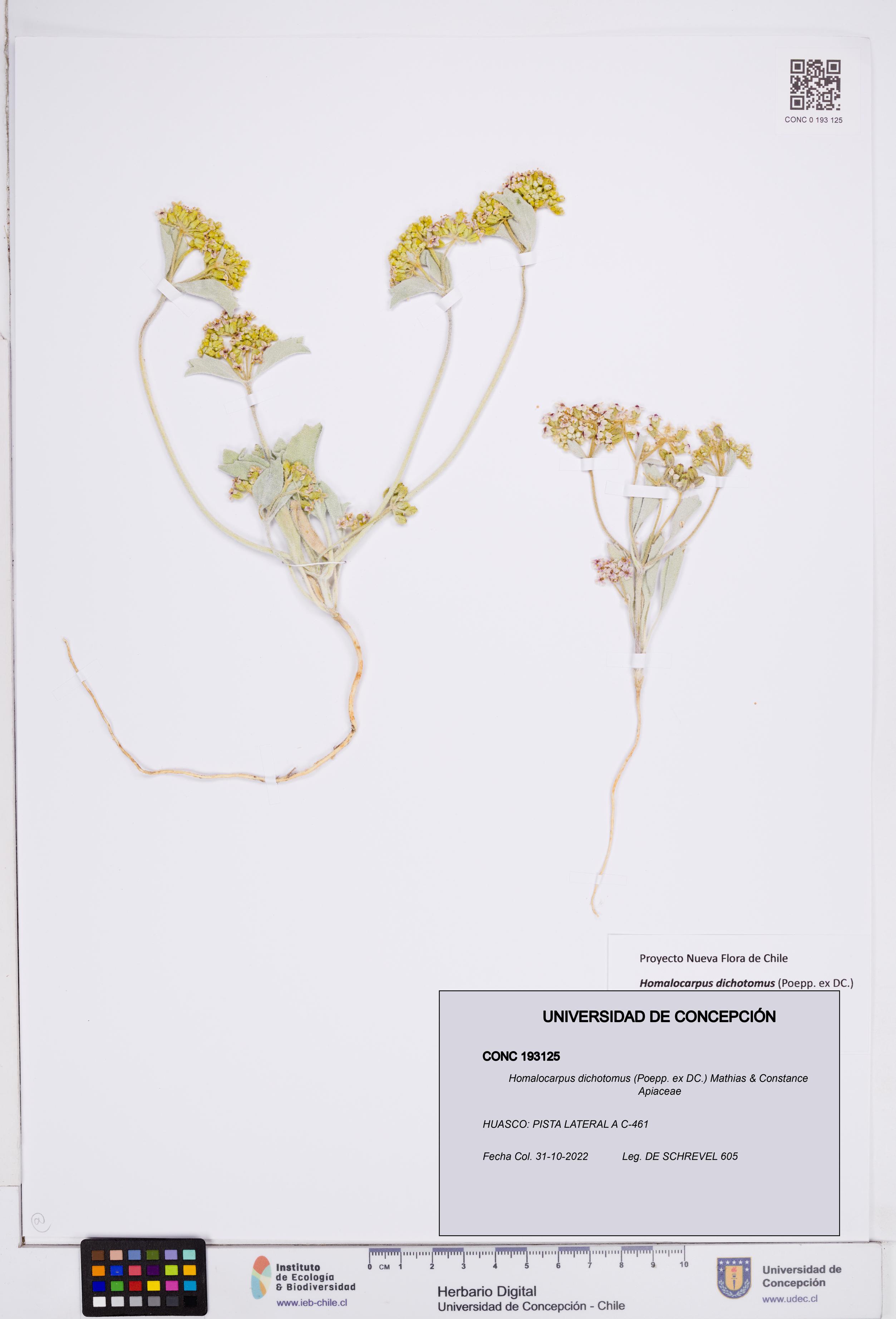 Homalocarpus dichotomus [Espécimen: ]