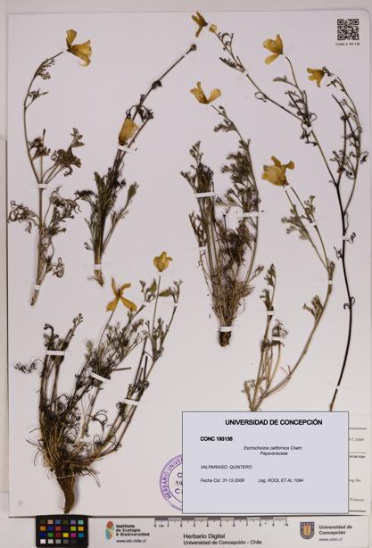 Eschscholzia californica [Espécimen: UDEC:CONC:0193135]