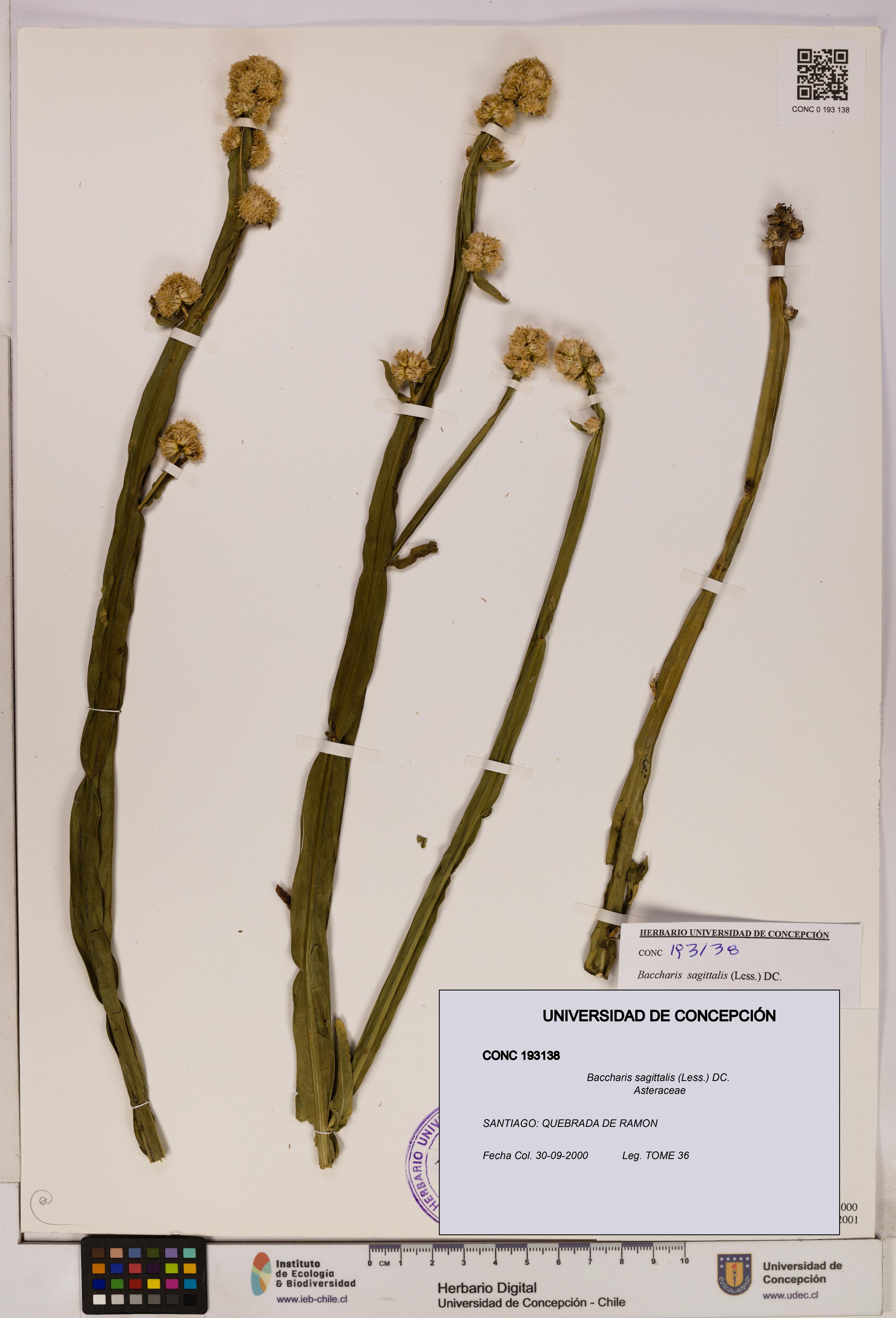 Baccharis sagittalis [Espécimen: UDEC:CONC:0193138]