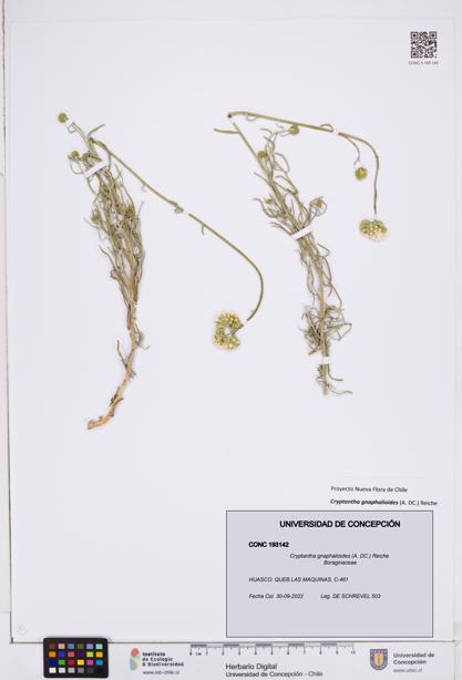 Cryptantha gnaphalioides [Espécimen: ]
