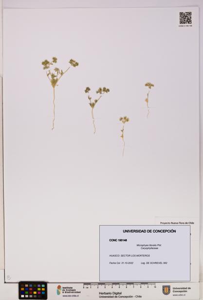 Microphyes litoralis [Espécimen: UDEC:CONC:0193148]