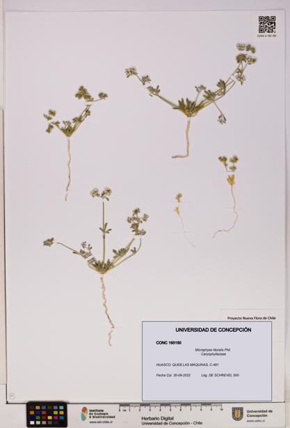 Microphyes litoralis [Espécimen: UDEC:CONC:0193150]