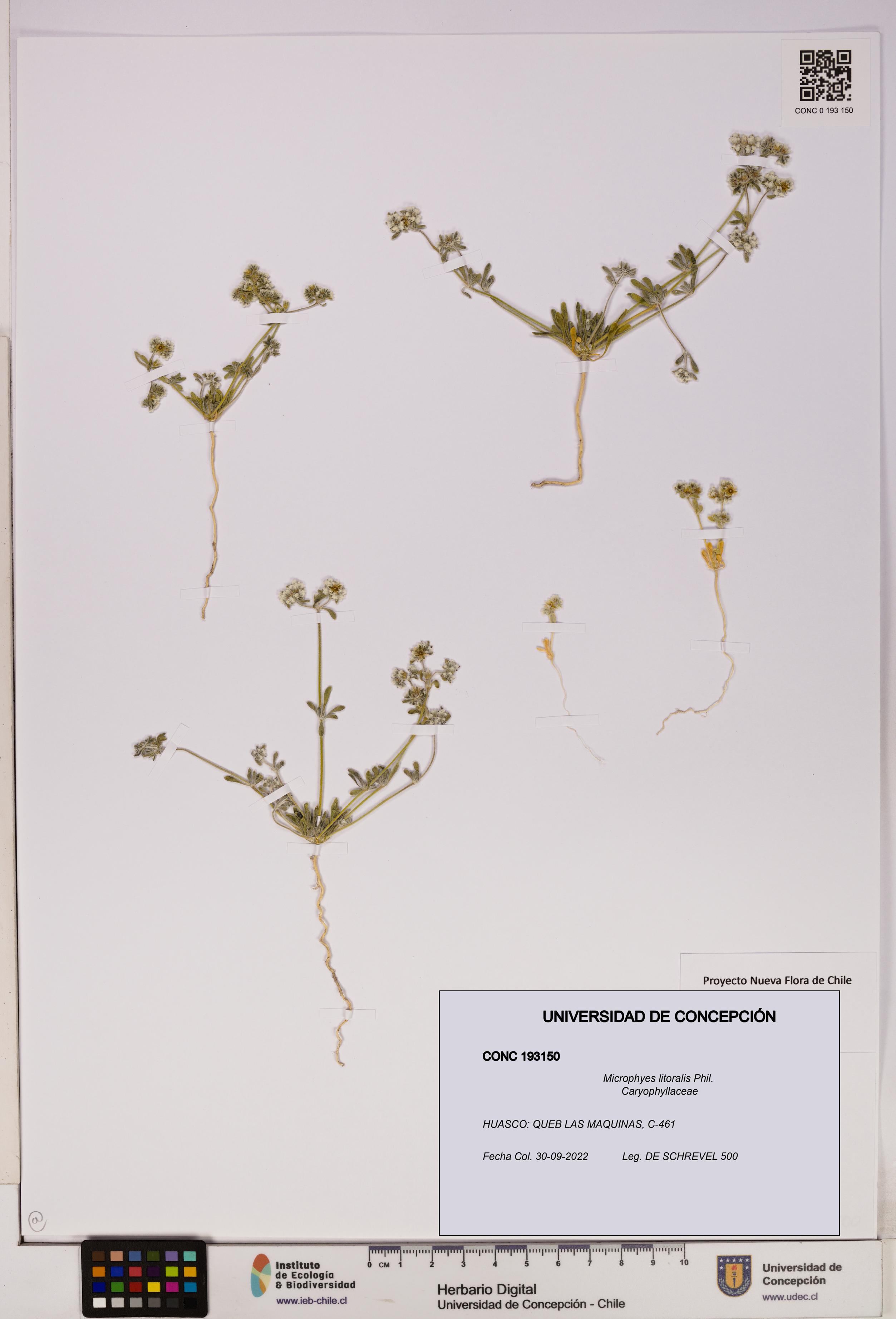 Microphyes litoralis [Espécimen: UDEC:CONC:0193150]