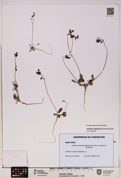 Cistanthe longiscapa [Espécimen: UDEC:CONC:0193151]