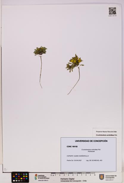 Cruckshanksia verticillata [Espécimen: UDEC:CONC:0193152]