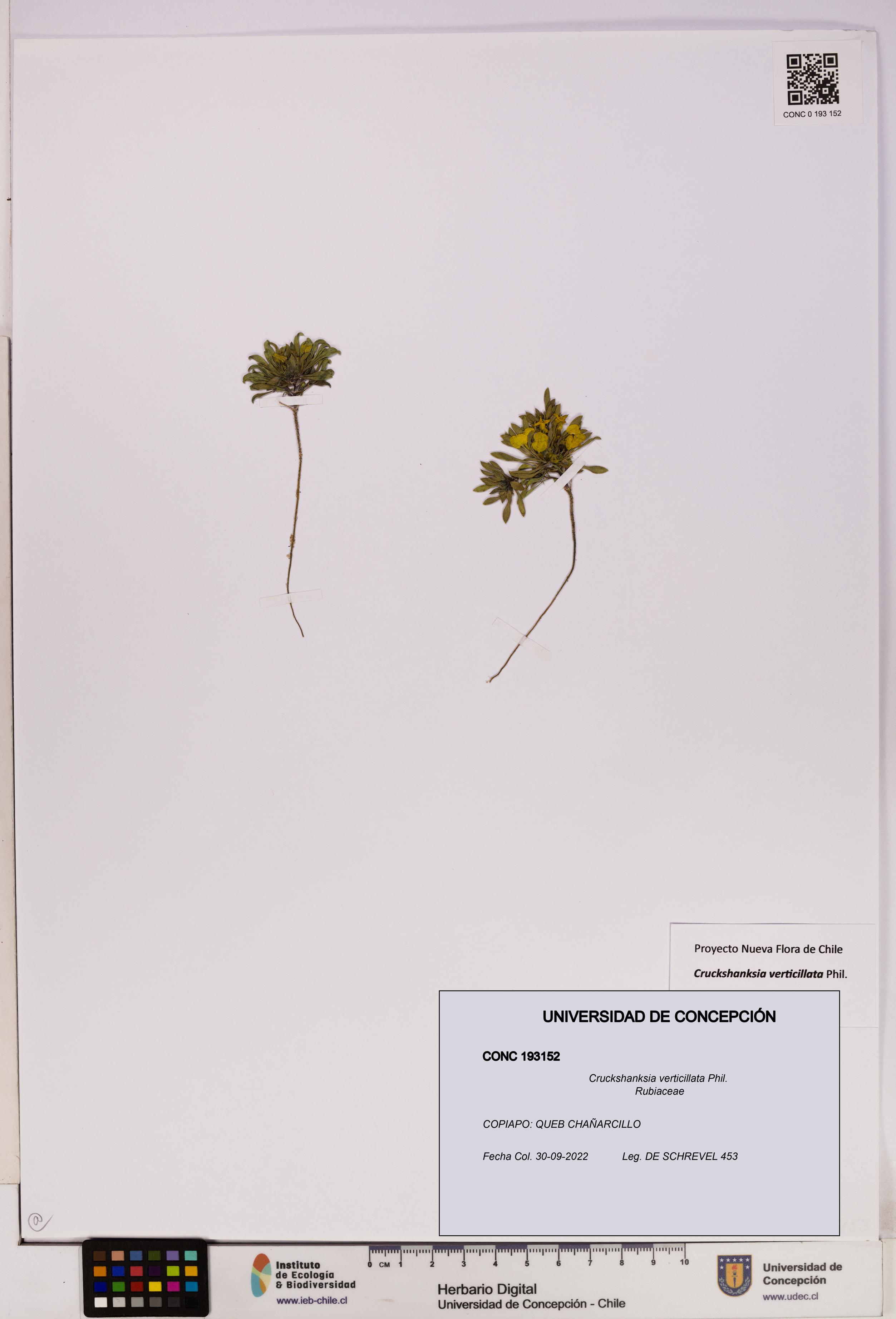 Cruckshanksia verticillata [Espécimen: UDEC:CONC:0193152]