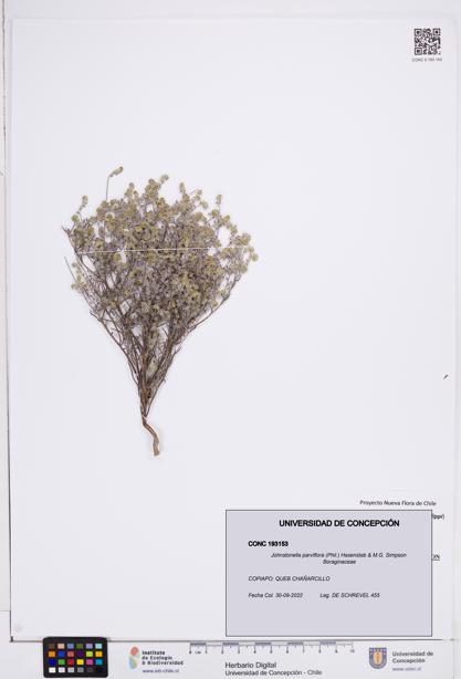 Johnstonella parviflora [Espécimen: ]
