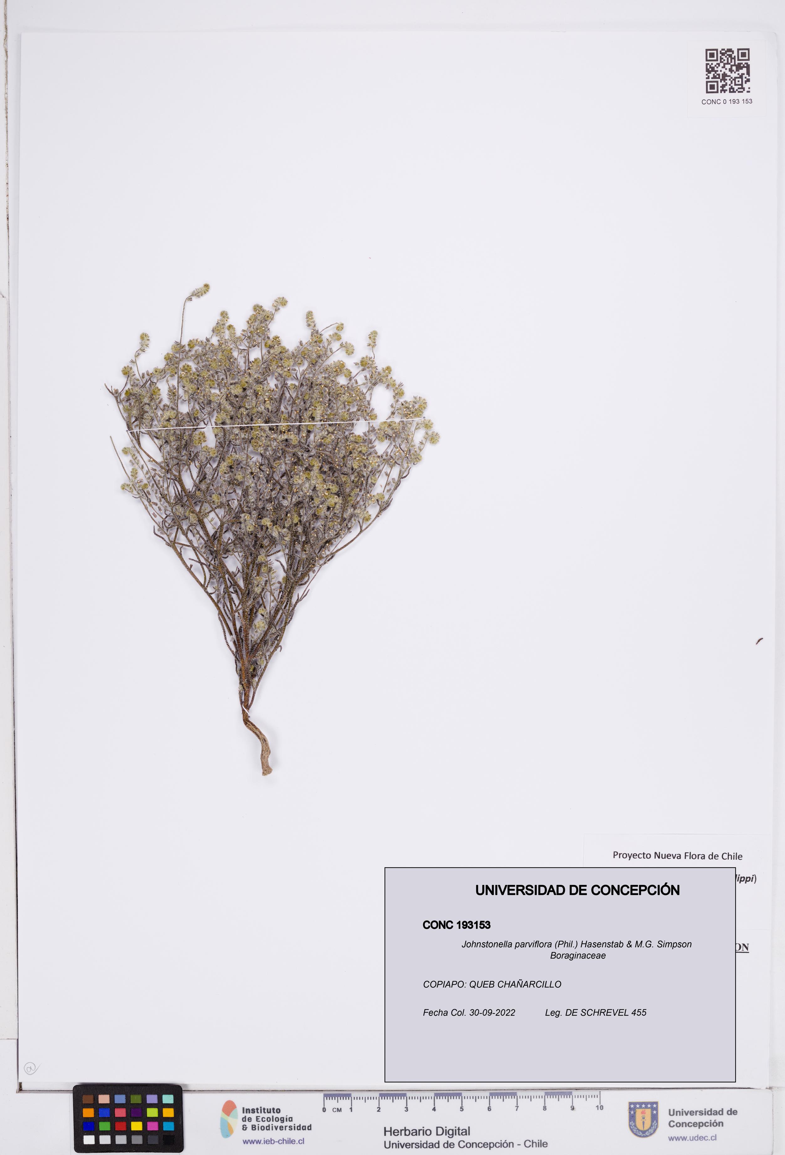 Johnstonella parviflora [Espécimen: ]
