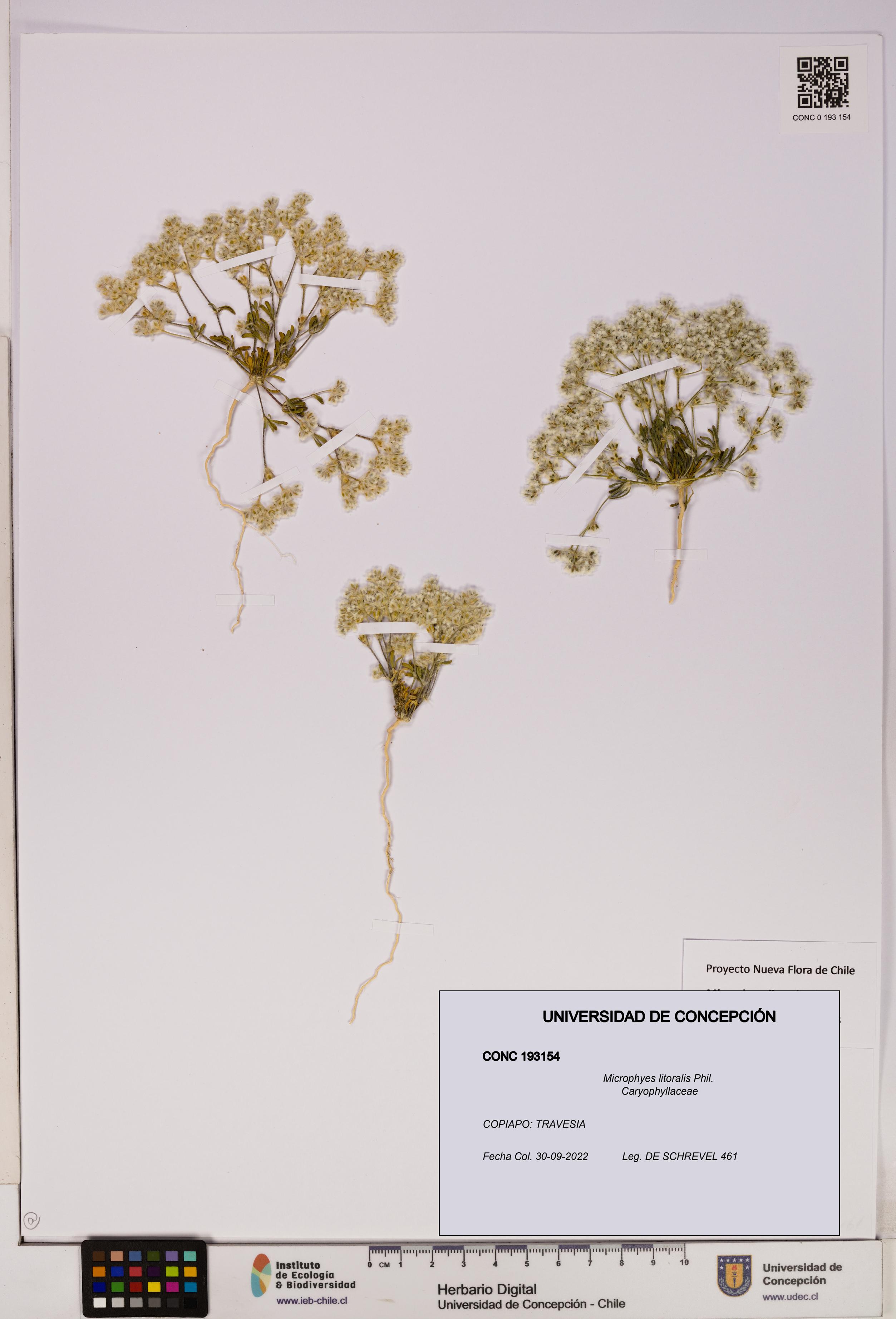 Microphyes litoralis [Espécimen: UDEC:CONC:0193154]