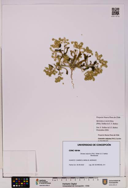 Silvaea calycina [Espécimen: UDEC:CONC:0193164]