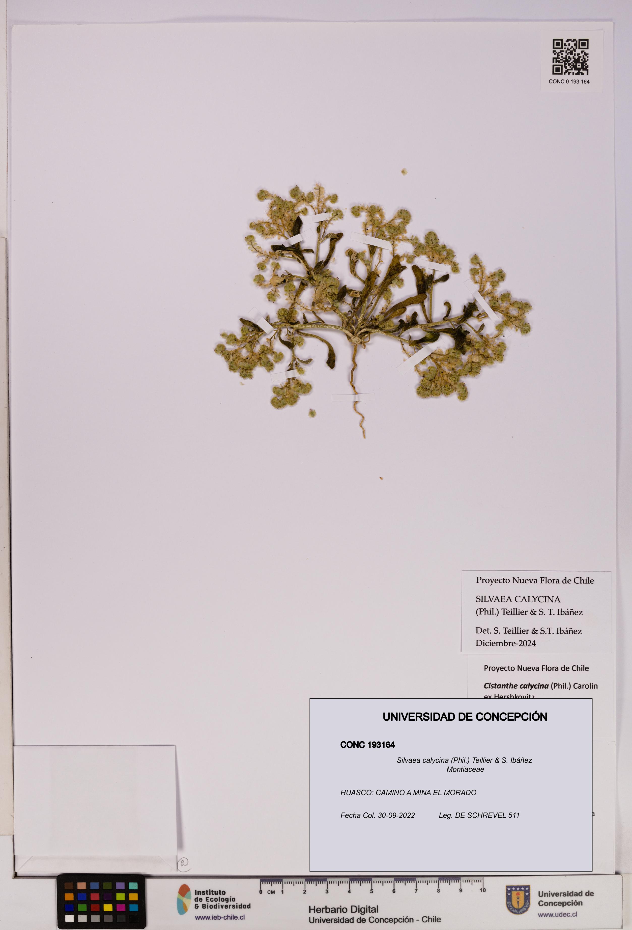 Silvaea calycina [Espécimen: UDEC:CONC:0193164]