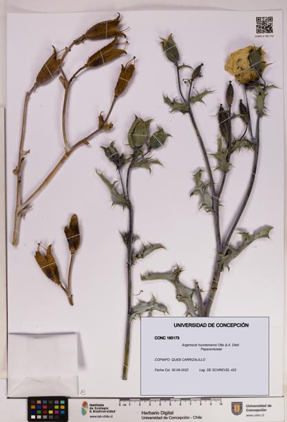 Argemone hunnemannii [Espécimen: UDEC:CONC:0193173]