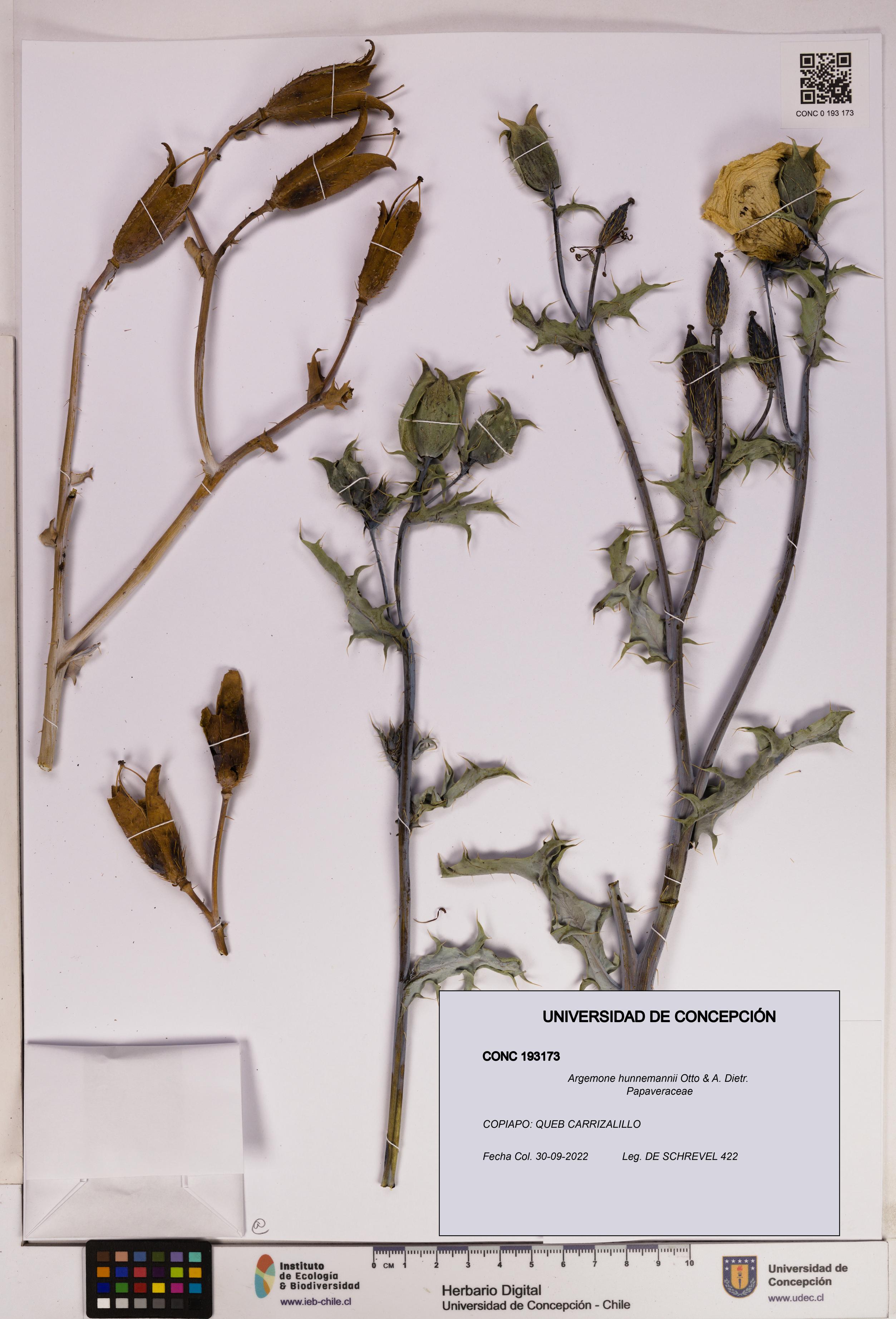 Argemone hunnemannii [Espécimen: UDEC:CONC:0193173]