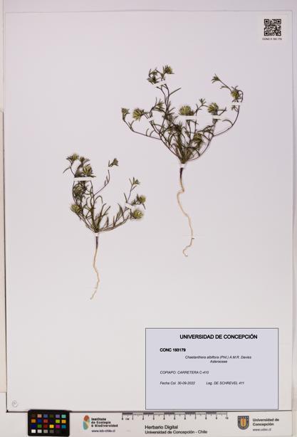 Chaetanthera albiflora [Espécimen: UDEC:CONC:0193179]