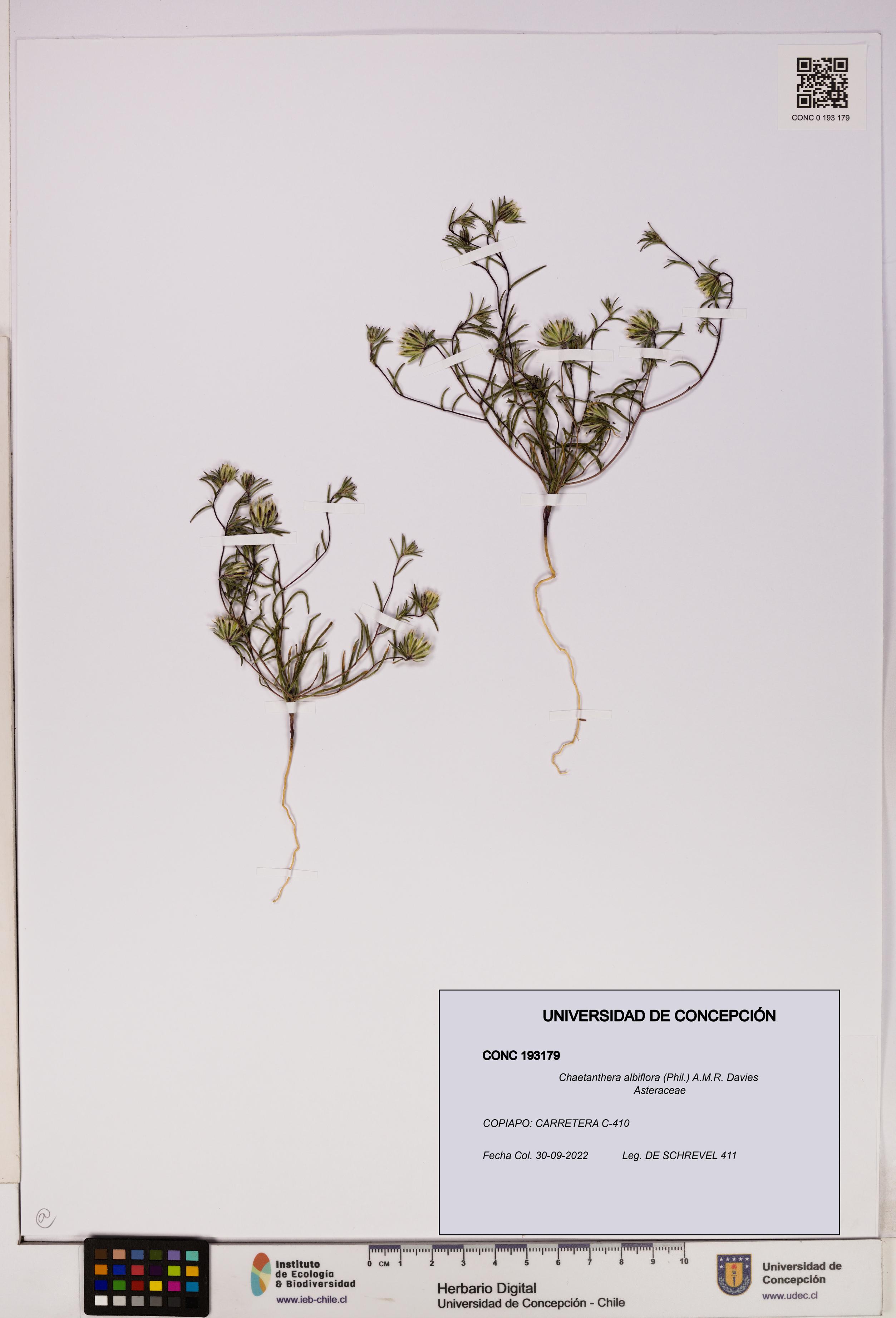 Chaetanthera albiflora [Espécimen: UDEC:CONC:0193179]