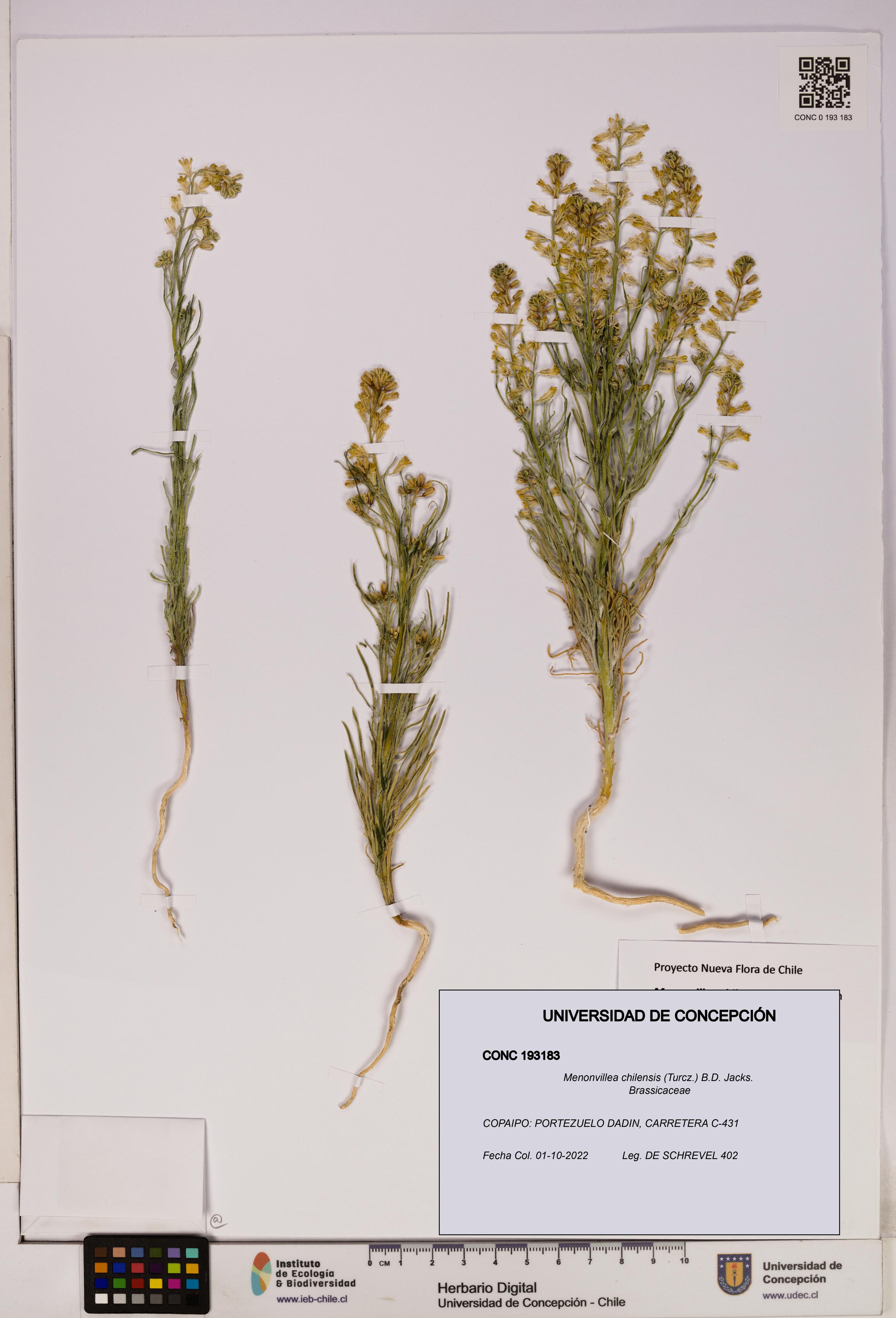 Menonvillea chilensis [Espécimen: UDEC:CONC:0193183]
