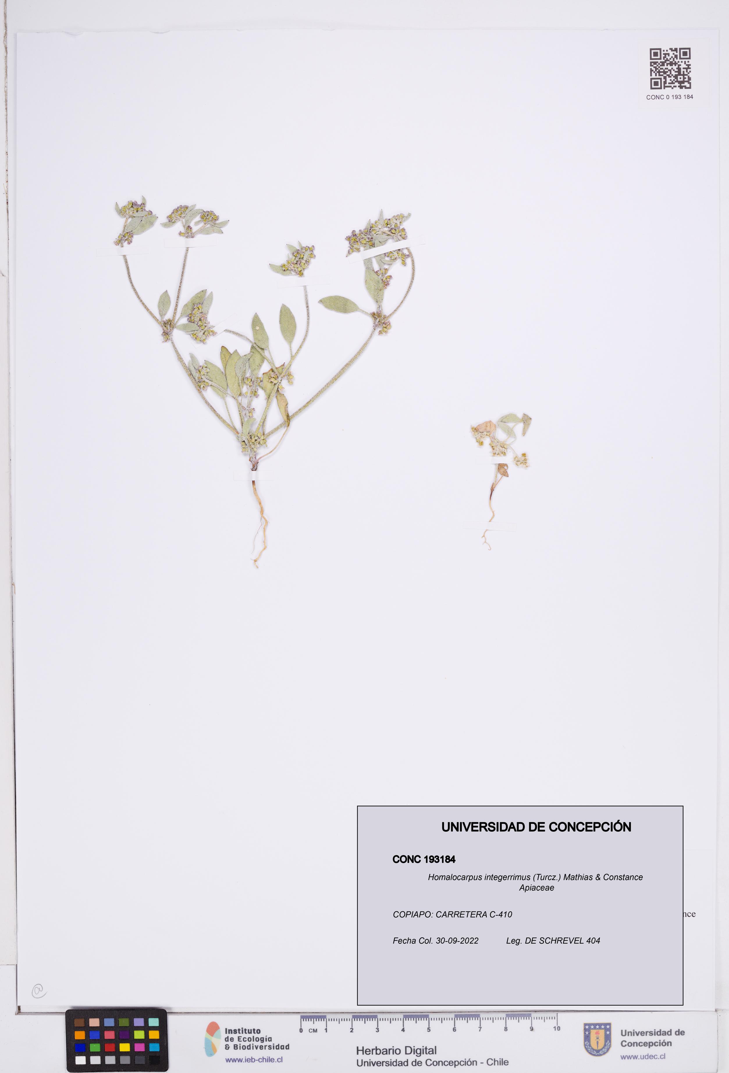 Homalocarpus integerrimus [Espécimen: ]