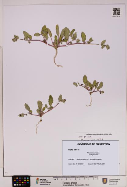 Allionia incarnata [Espécimen: UDEC:CONC:0193187]