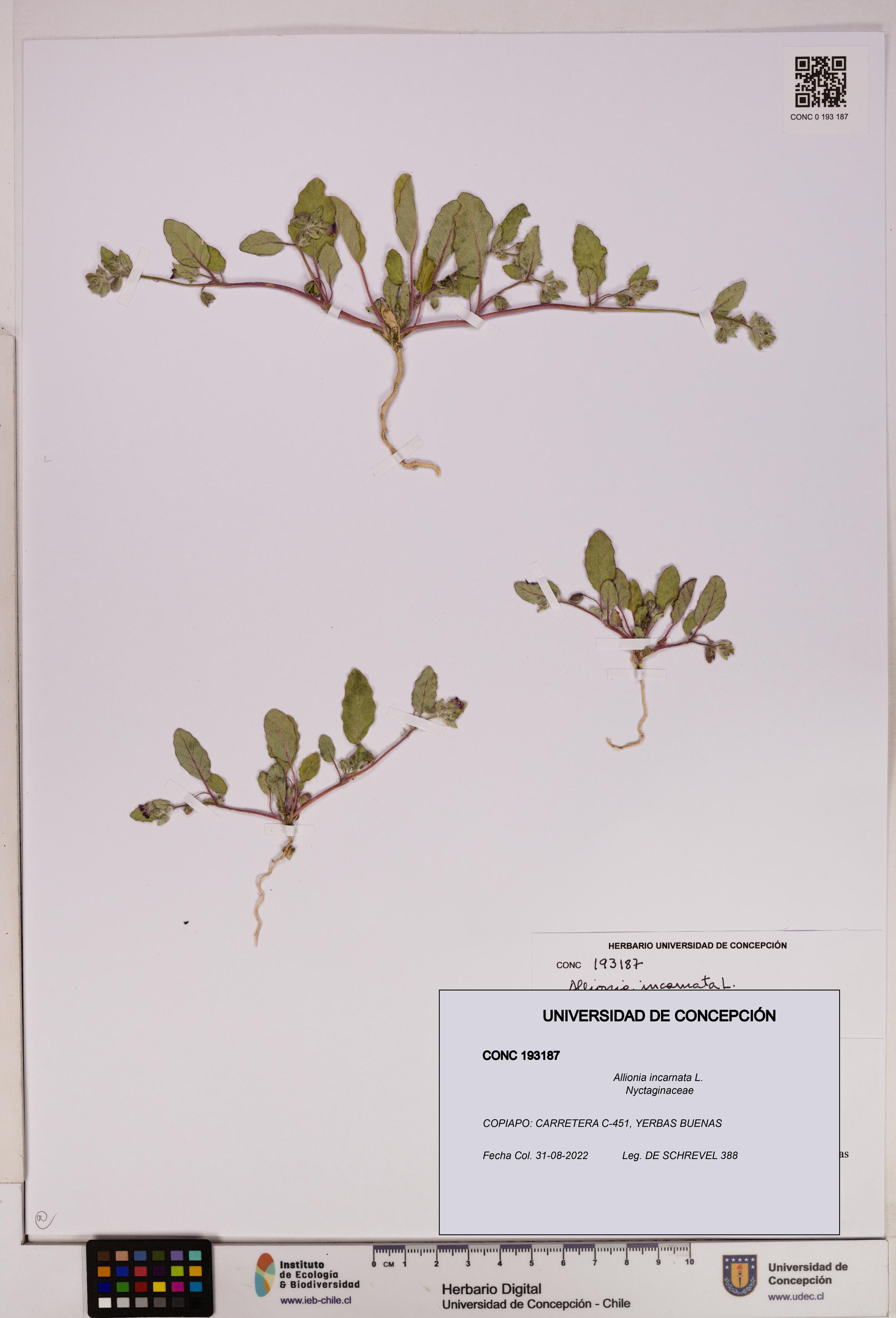 Allionia incarnata [Espécimen: UDEC:CONC:0193187]