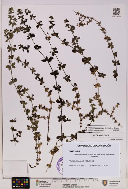 Galium hypocarpium subsp. hypocarpium [Espécimen: UDEC:CONC:0193212]