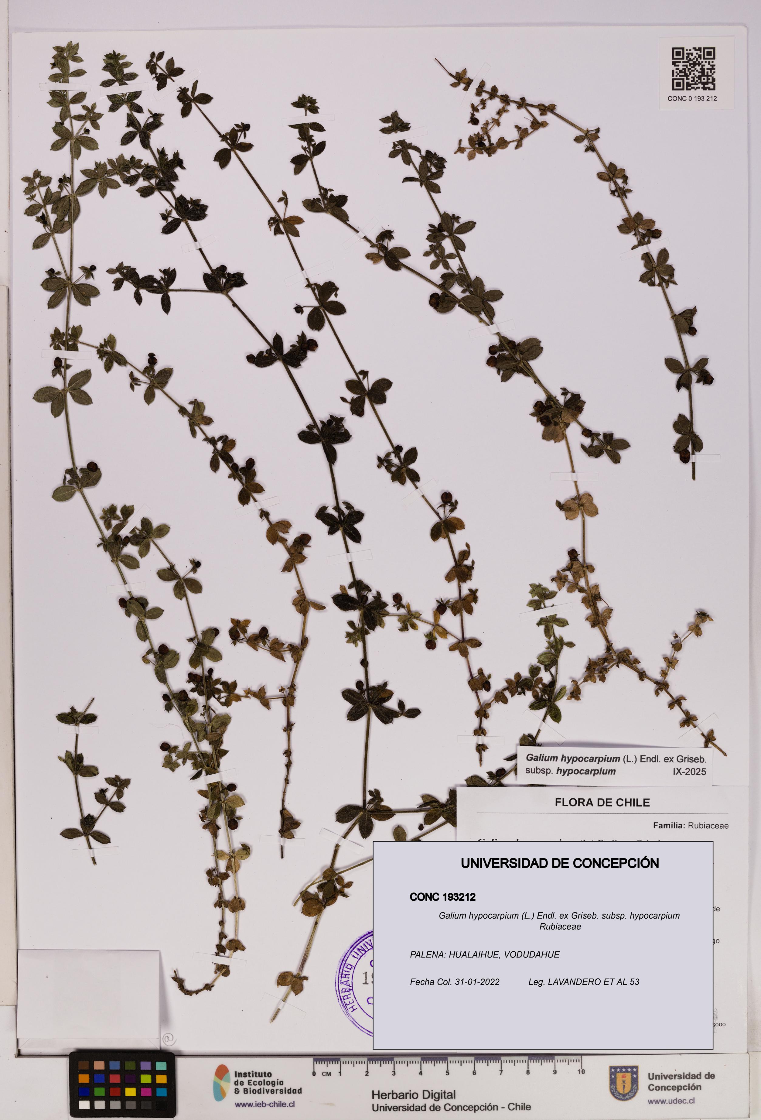 Galium hypocarpium subsp. hypocarpium [Espécimen: UDEC:CONC:0193212]