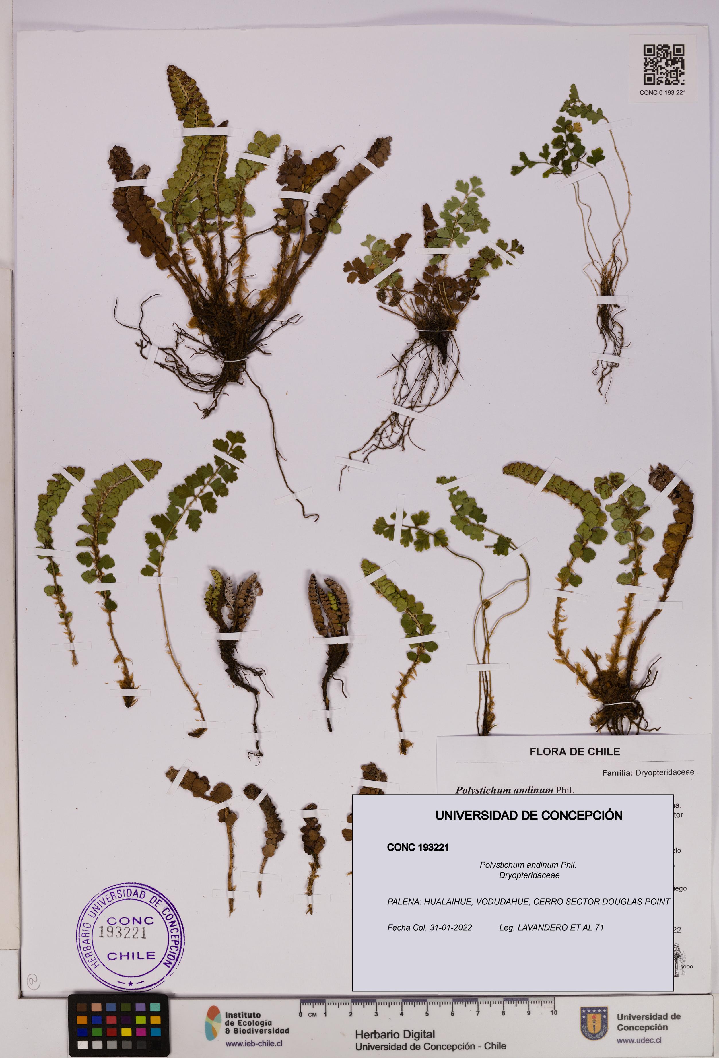 Polystichum andinum [Espécimen: UDEC:CONC:0193221]