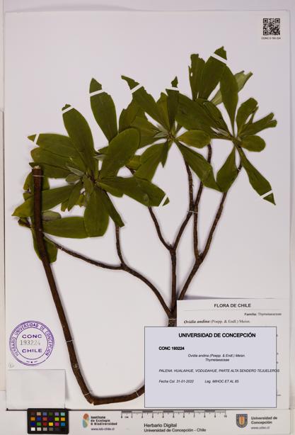 Ovidia andina [Espécimen: UDEC:CONC:0193224]