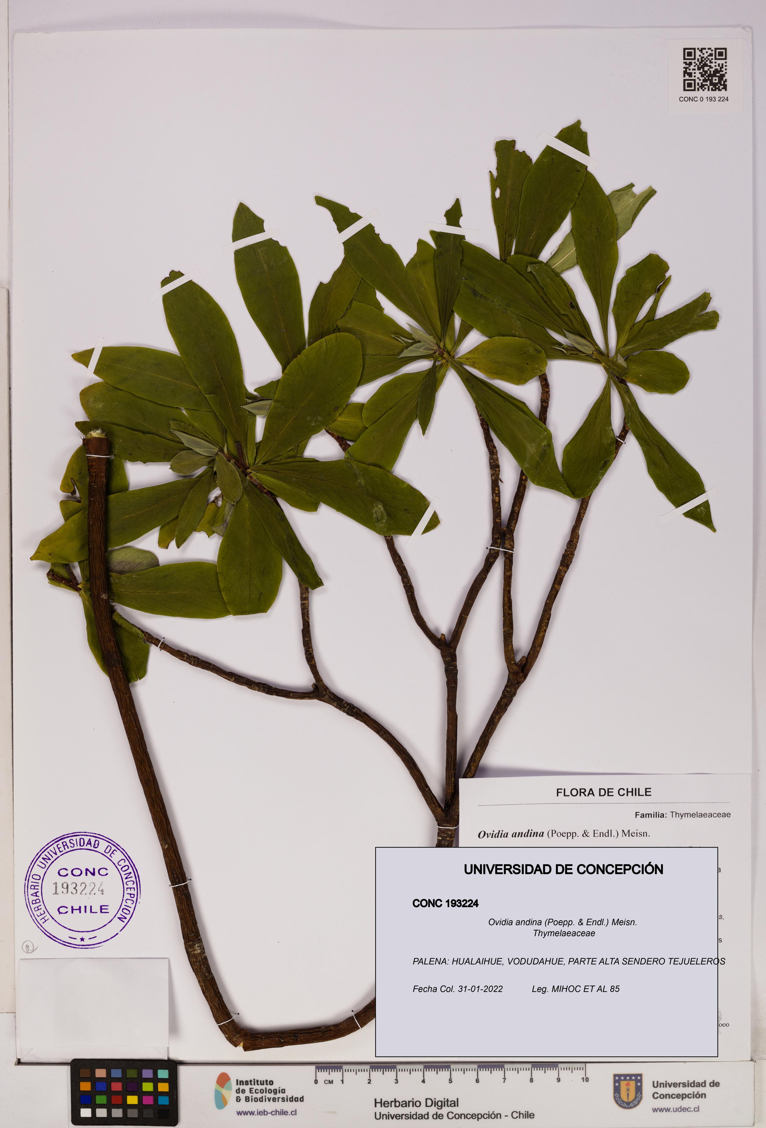 Ovidia andina [Espécimen: UDEC:CONC:0193224]