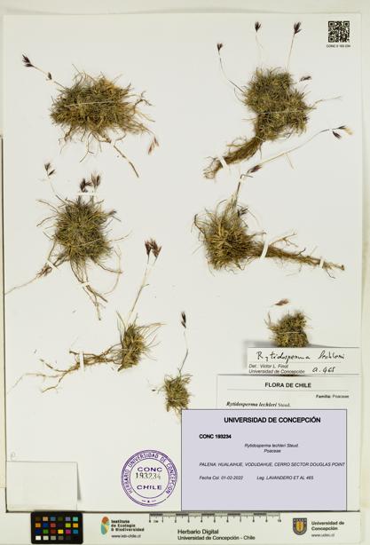 Rytidosperma lechleri [Espécimen: UDEC:CONC:0193234]