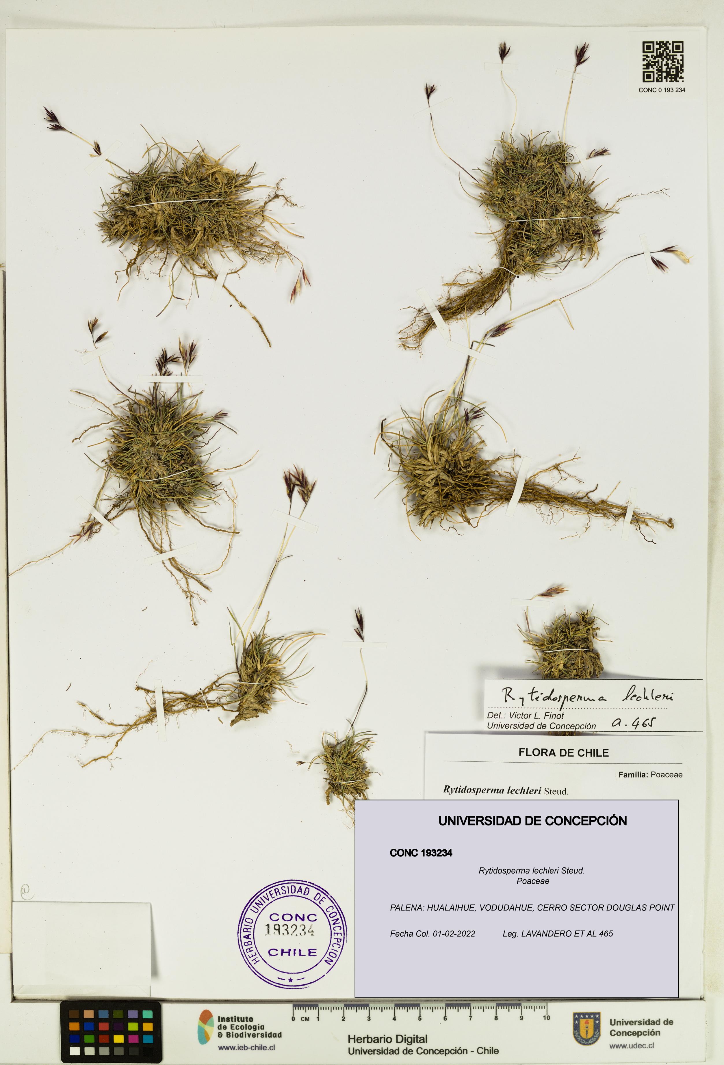 Rytidosperma lechleri [Espécimen: UDEC:CONC:0193234]